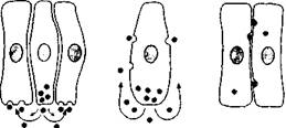 Схематическое изображение паракринного, аутокринного и юкстакринного механизмов клеточной регуляции.